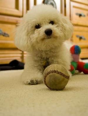 Bichon,  Ciobanesc german si alte 50 rase de vanzare