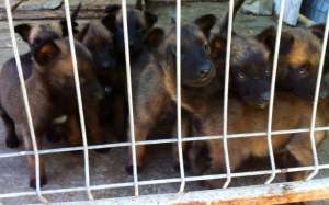 Vanzare pui Ciobanesc Belgian Malinois