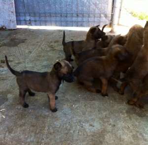 Vanzare pui Ciobanesc Belgian Malinois