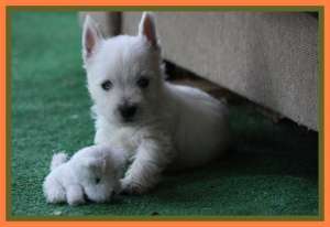 Westie femele de vanzare