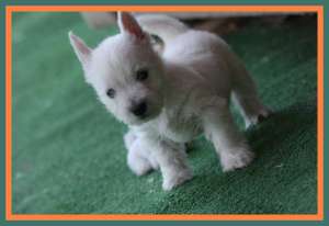Westie femele de vanzare