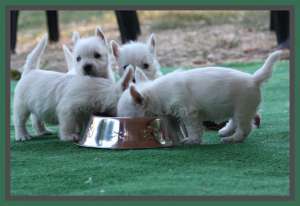 Westie femele de vanzare