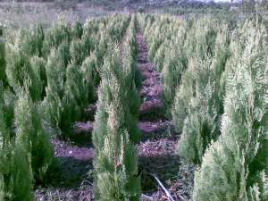 vand  buxus,   tuia
