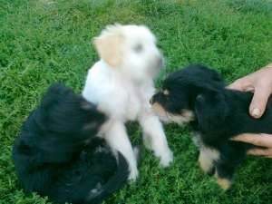Vand Bichon -Terier