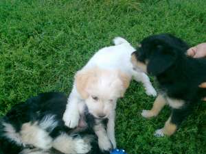 Vand Bichon -Terier