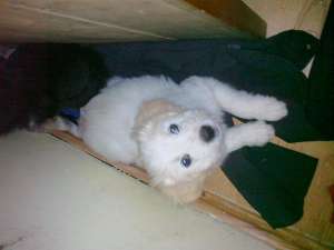 Vand Bichon -Terier
