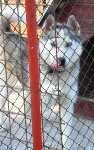 Vand urgent oferta avantajoasa HUSKY