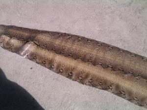 vand piele sarpe 3,    4 si 5 metri,    piele soparla,    piele piton