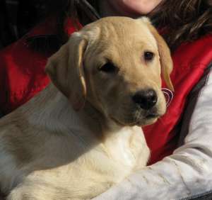 catelusi labradori aurii superbi