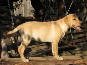 catelusi labradori aurii superbi