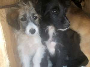 Pui multi pentru adoptie