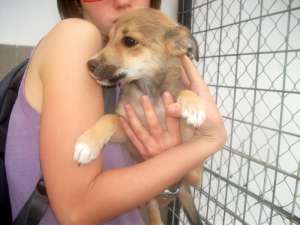 Pui multi pentru adoptie