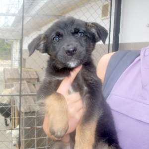 Pui multi pentru adoptie