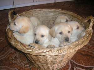 Vand Catei Labrador Retriever