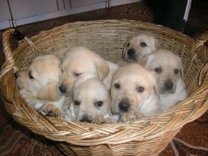 Vand Catei Labrador Retriever