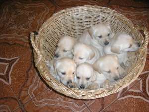 Vand Catei Labrador Retriever