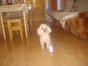 Caut Bichon Bolognese pentru monta