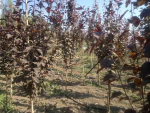 vand platani,       prunus nigra,       salcie din pepiniera proprie