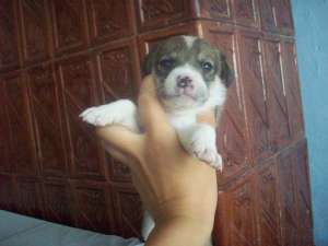 Mascul Jack russell terrier