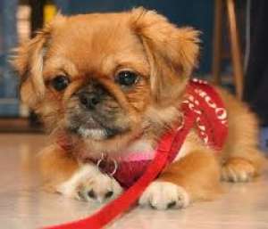 Adopt pui de caine  rasa pura. daca se poate de marime medie de ex bichon maltez,  westie,  pechinez