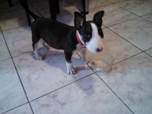 Vand pui Bull Terrier