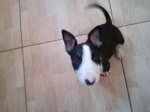 Vand pui Bull Terrier
