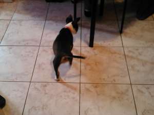 Vand pui Bull Terrier