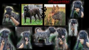 catei dogo canario