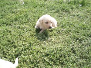 labrador