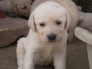 labrador