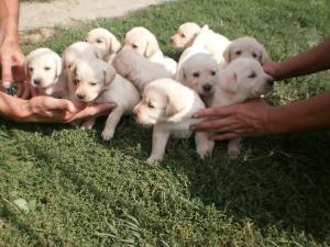 labrador
