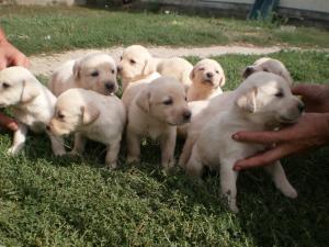 labrador