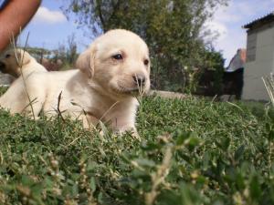 labrador