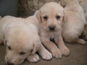 labrador