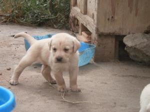 labrador