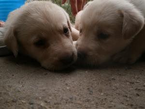 labrador