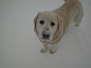 labrador