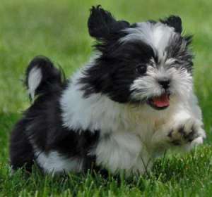 Vand cei mai simpatici pui de Shih-Tzu