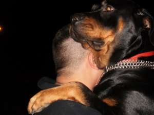 vand pui rottweiler