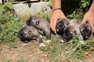 Vand pui kangal