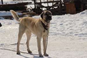 Vand pui kangal