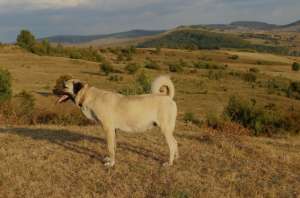 Vand pui kangal