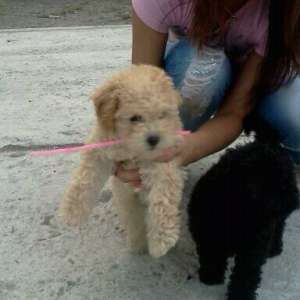 vand pui caniche toys rasa pura
