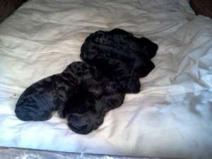 vand pui caniche toys rasa pura