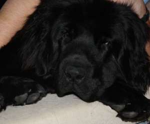 Ofer pentru monta mascul Terra Nova