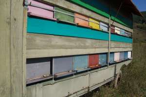 Vand Pavilion Apicol