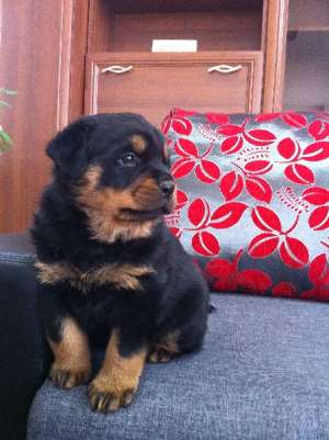 Catei rottweiler cu pedigree