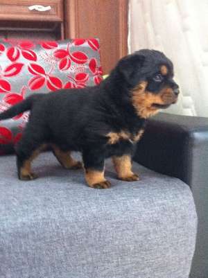 Catei rottweiler cu pedigree