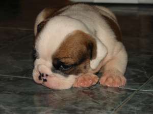 BULLDOGI ENGLEZI SUPERBI!!!