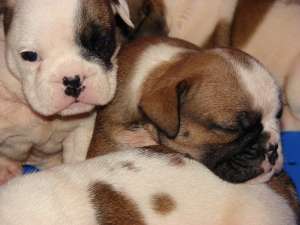 BULLDOGI ENGLEZI SUPERBI!!!